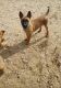 Belgian Shepherd Dog (Malinois) Puppies for sale in Hesperia, CA, USA. price: NA