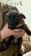 Belgian Shepherd Dog (Malinois) Puppies for sale in Granger, IN, USA. price: $1,100
