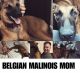 Belgian Shepherd Dog (Malinois) Puppies
