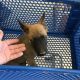 Belgian Shepherd Dog (Malinois) Puppies for sale in Alhambra, CA, USA. price: NA