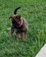 Belgian Shepherd Dog (Malinois) Puppies for sale in Lehigh Acres, FL, USA. price: NA