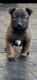 Belgian Shepherd Dog (Malinois) Puppies for sale in Bell Gardens, CA 90202, USA. price: NA
