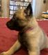 Belgian Shepherd Dog (Malinois) Puppies for sale in Vacaville, CA, USA. price: NA