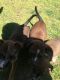 Belgian Shepherd Dog (Malinois) Puppies for sale in Asheboro, NC, USA. price: NA