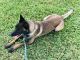 Belgian Shepherd Dog (Malinois) Puppies for sale in La Marque, TX, USA. price: NA
