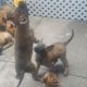 Belgian Shepherd Dog (Malinois) Puppies for sale in Brooklyn, NY, USA. price: NA