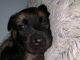 Belgian Shepherd Dog (Malinois) Puppies for sale in Opa-locka, FL, USA. price: NA