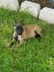 Belgian Shepherd Dog (Malinois) Puppies for sale in Katy, TX, USA. price: NA