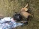 Belgian Shepherd Dog (Malinois) Puppies for sale in Kalispell, MT 59901, USA. price: NA