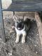 Belgian Shepherd Dog (Malinois) Puppies for sale in Blanco, TX 78606, USA. price: NA