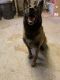 Belgian Shepherd Dog (Malinois) Puppies for sale in Copiague, NY, USA. price: NA