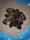 Belgian Shepherd Dog (Malinois) Puppies for sale in Elkins Park, PA, USA. price: NA