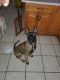 Belgian Shepherd Dog (Malinois) Puppies for sale in Chula Vista, CA 91910, USA. price: NA