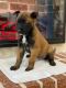 Belgian Shepherd Dog (Malinois) Puppies for sale in San Antonio, TX 78263, USA. price: $1,500