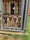 Belgian Shepherd Dog (Malinois) Puppies for sale in Orting, WA 98360, USA. price: NA
