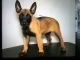 Belgian Shepherd Dog (Malinois) Puppies for sale in Adkins, TX 78101, USA. price: $750