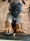 Belgian Shepherd Dog (Malinois) Puppies for sale in Decatur, AL 35601, USA. price: $1,000