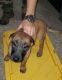 Belgian Shepherd Dog (Malinois) Puppies for sale in Willow Creek, CA 95573, USA. price: NA
