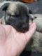 Belgian Shepherd Dog (Malinois) Puppies for sale in Germantown, OH, USA. price: $1,200