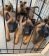 Belgian Shepherd Dog (Malinois) Puppies for sale in Jamul, CA, USA. price: $450