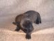 Belgian Shepherd Dog (Malinois) Puppies for sale in Converse, TX 78109, USA. price: $1,200