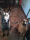 Belgian Shepherd Dog (Malinois) Puppies for sale in Huntsville, AL, USA. price: $750