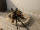 Belgian Shepherd Dog (Malinois) Puppies for sale in Davie, FL, USA. price: NA