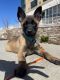 Belgian Shepherd Dog (Malinois) Puppies for sale in Yonkers, NY 10701, USA. price: NA