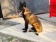 Belgian Shepherd Dog (Malinois) Puppies for sale in Friendswood, TX 77546, USA. price: NA