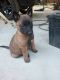 Belgian Shepherd Dog (Malinois) Puppies for sale in Warrenville, SC 29851, USA. price: $500