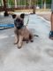 Belgian Shepherd Dog (Malinois) Puppies for sale in Warrenville, SC 29851, USA. price: NA