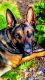 Belgian Shepherd Dog (Malinois) Puppies for sale in Beaufort, NC 28516, USA. price: NA