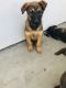 Belgian Shepherd Dog (Malinois) Puppies for sale in Patterson, CA 95363, USA. price: $500
