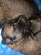 Belgian Shepherd Dog (Malinois) Puppies for sale in Boerne, TX 78006, USA. price: $700