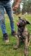 Belgian Shepherd Dog (Malinois) Puppies for sale in Klamath Falls, OR, USA. price: $750