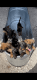 Belgian Shepherd Dog (Malinois) Puppies for sale in Fate, TX 75189, USA. price: $950