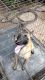 Belgian Shepherd Dog (Tervuren) Puppies for sale in Dallas, TX, USA. price: $150