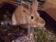Belgian Silver rabbit Rabbits for sale in Redford Charter Twp, MI, USA. price: NA