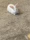 Belgian Silver rabbit Rabbits for sale in Baltimore, MD, USA. price: NA