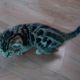 Bengal Cats for sale in Hedgesville, WV, USA. price: $800