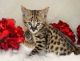 Bengal Cats for sale in Honolulu, HI, USA. price: NA