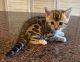 Bengal Cats for sale in Denton, TX, USA. price: NA