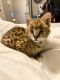 Bengal Cats for sale in Milwaukee, WI, USA. price: $900