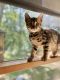 Bengal Cats for sale in Hudson Valley, NY, USA. price: NA