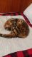Bengal Cats for sale in Rockingham, NC 28379, USA. price: NA