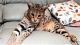 Bengal Cats for sale in NV-439, Nevada, USA. price: NA