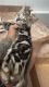 Bengal Cats for sale in Crown Point, IN 46307, USA. price: NA