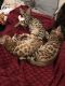 Bengal Cats for sale in San Antonio, TX 78238, USA. price: $1,500