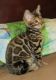 Bengal Cats for sale in Dubuque, IA 52001, USA. price: $700