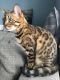 Bengal Cats for sale in Northport, AL, USA. price: NA